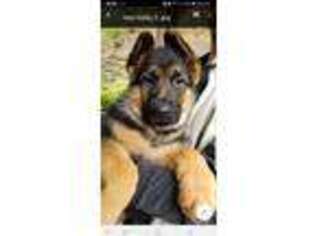 German Shepherd Dog Puppy for sale in Longview, WA, USA
