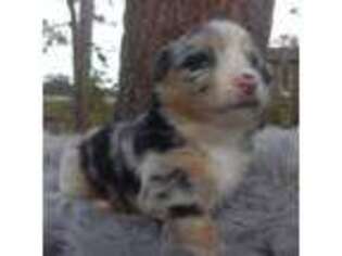 Pembroke Welsh Corgi Puppy for sale in Avon Park, FL, USA