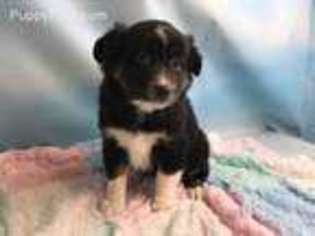 Miniature Australian Shepherd Puppy for sale in East Sparta, OH, USA