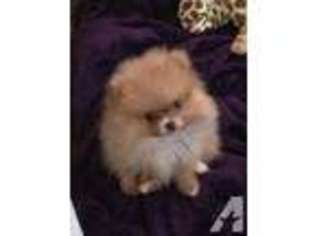 Pomeranian Puppy for sale in LA MESA, CA, USA