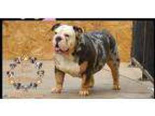 Bulldog Puppy for sale in Fresno, CA, USA