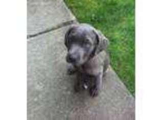 Cane Corso Puppy for sale in Medina, OH, USA