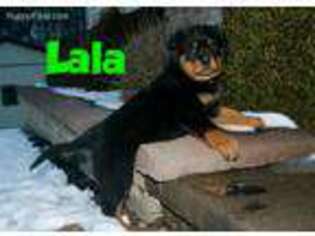 Rottweiler Puppy for sale in Honey Grove, PA, USA