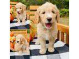 Goldendoodle Puppy for sale in Shelton, WA, USA