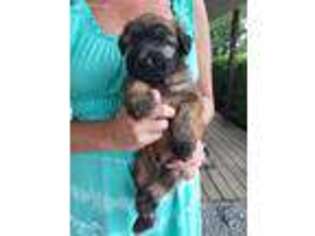 Soft Coated Wheaten Terrier Puppy for sale in Chuckey, TN, USA
