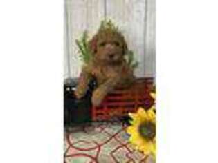 Goldendoodle Puppy for sale in Topeka, IN, USA