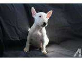 Bull Terrier Puppy for sale in Sacramento, CA, USA