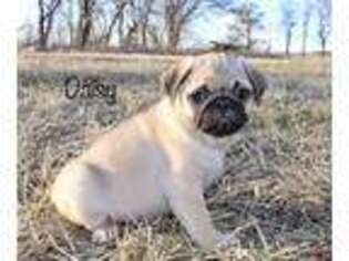 Pug Puppy for sale in Kenney, IL, USA
