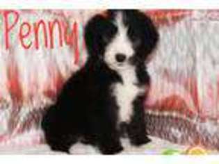 Bernese Mountain Dog Puppy for sale in Kirksville, MO, USA