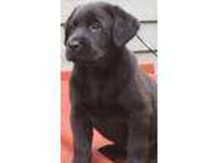 Labrador Retriever Puppy for sale in Shawano, WI, USA