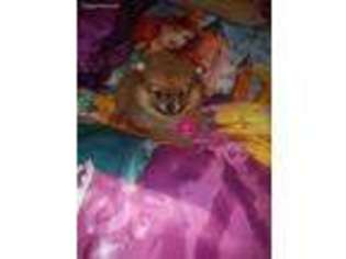 Pomeranian Puppy for sale in Bullock, NC, USA
