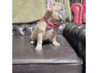 French Bulldog Puppy for sale in Paragould, AR, USA