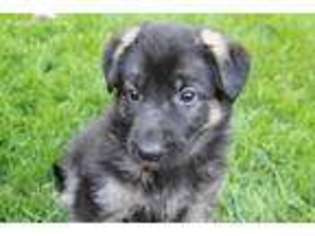 German Shepherd Dog Puppy for sale in Brownsburg, IN, USA