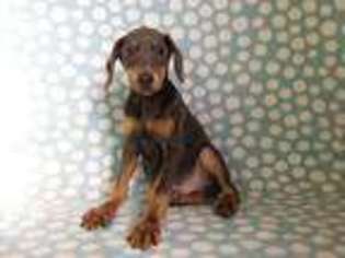 Doberman Pinscher Puppy for sale in North Collins, NY, USA