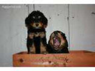 Mutt Puppy for sale in Caledonia, IL, USA