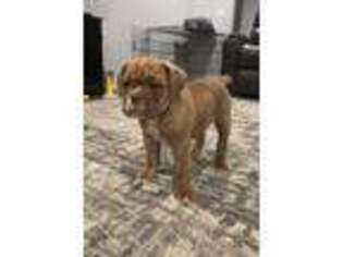 Olde English Bulldogge Puppy for sale in Centerton, AR, USA