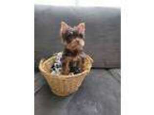 Yorkshire Terrier Puppy for sale in Port Saint Lucie, FL, USA