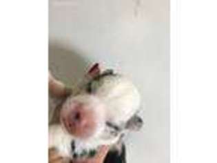 Pembroke Welsh Corgi Puppy for sale in Midland, AR, USA