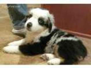 Miniature Australian Shepherd Puppy for sale in Sun Prairie, WI, USA