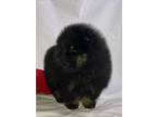 Pomeranian Puppy for sale in Ardmore, OK, USA