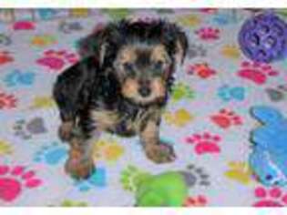 Yorkshire Terrier Puppy for sale in Tucson, AZ, USA