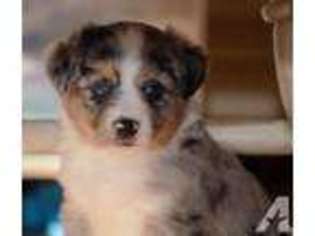 Miniature Australian Shepherd Puppy for sale in DANDRIDGE, TN, USA