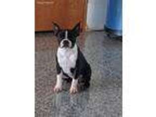 Boston Terrier Puppy for sale in Arthur, IL, USA