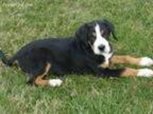 Greater Swiss Mountain Dog Puppy for sale in Forest, OH, USA