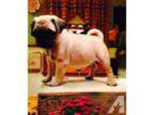 Pug Puppy for sale in MOREHEAD, KY, USA