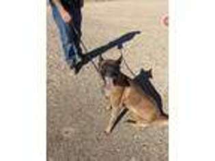 Belgian Malinois Puppy for sale in Dexter, NM, USA
