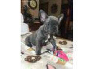 French Bulldog Puppy for sale in Greensburg, KS, USA