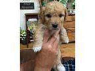 Labradoodle Puppy for sale in Missoula, MT, USA