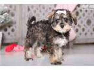 Schnoodle (Standard) Puppy for sale in Columbus, OH, USA