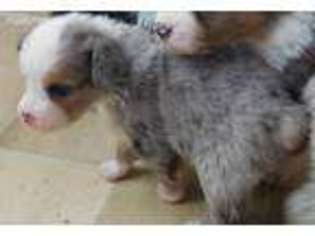 Miniature Australian Shepherd Puppy for sale in Adelanto, CA, USA