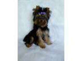 Yorkshire Terrier Puppy for sale in Manitowoc, WI, USA