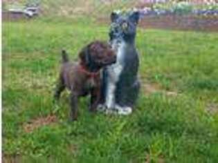 German Shorthaired Pointer Puppy for sale in Ashville, OH, USA
