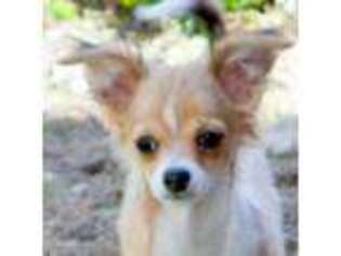 Chihuahua Puppy for sale in Wasilla, AK, USA
