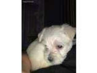 Maltese Puppy for sale in Levittown, NY, USA