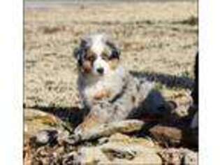 Miniature Australian Shepherd Puppy for sale in Elmore City, OK, USA