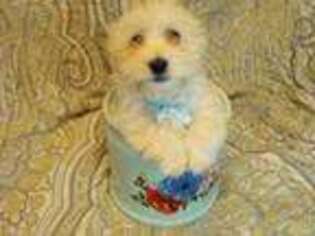 Mutt Puppy for sale in Burnsville, MN, USA