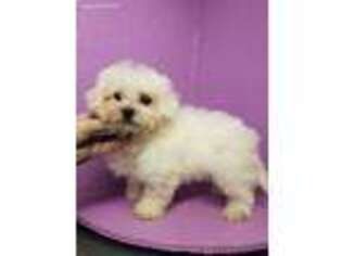 Bichon Frise Puppy for sale in Spraggs, PA, USA