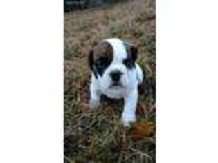 Bulldog Puppy for sale in Dalton, OH, USA