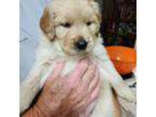 Golden Retriever Puppy for sale in Spindale, NC, USA