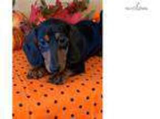 Dachshund Puppy for sale in Greenville, SC, USA
