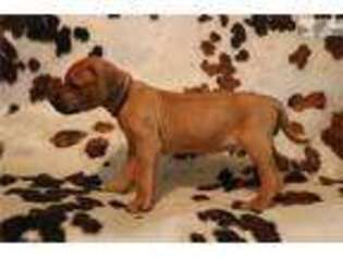 Rhodesian Ridgeback Puppy for sale in Des Moines, IA, USA