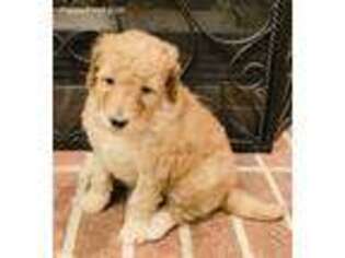 Goldendoodle Puppy for sale in Atlanta, GA, USA