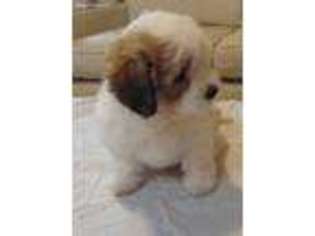 Havanese Puppy for sale in Renton, WA, USA