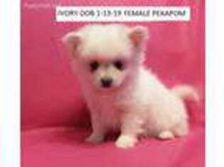 Pomeranian Puppy for sale in Twin Valley, MN, USA
