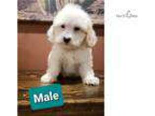 Shih-Poo Puppy for sale in Madison, WI, USA