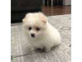 Pomeranian Puppy for sale in Sacramento, CA, USA